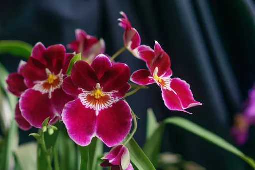 Мильтония (Miltonia)