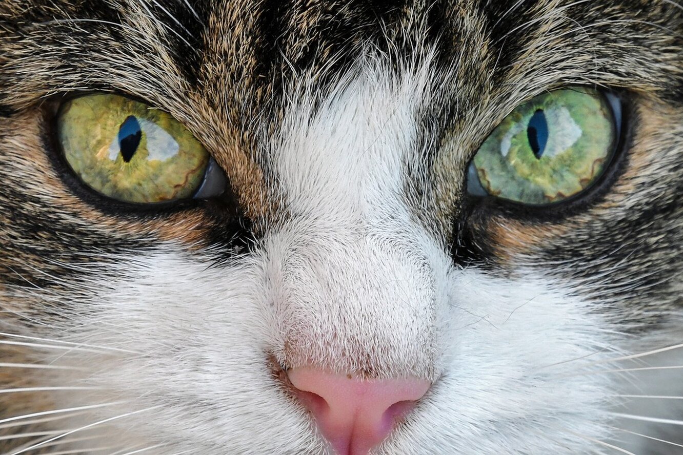 Отражение в глазах кошки