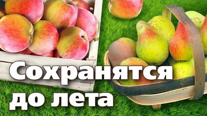 Нажми и смотри