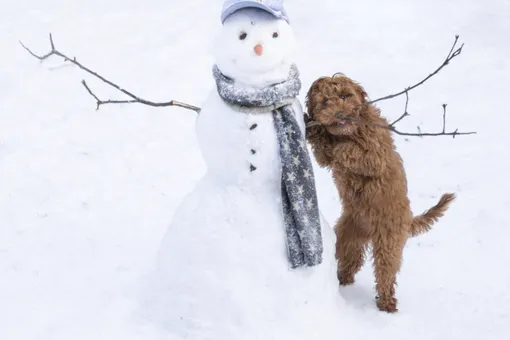 Можно ли мыть собаку зимой?4 правила ухода за шерстью, лапами и собачьим носом