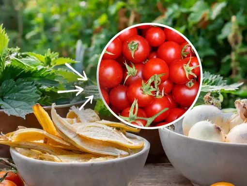 Домашние удобрения для томатов: 3 рецепта народных подкормок