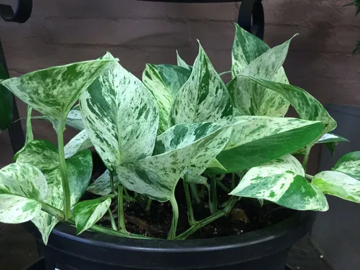 Сциндапсус Мраморная королева (Epipremnum Marble Queen)