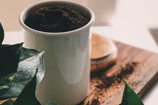 Стоит ли делиться своим кофе с комнатными растениями?