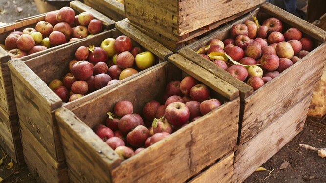 Как хранить яблоки: 3 способа сберечь урожай в домашних условиях | irhidey.ru