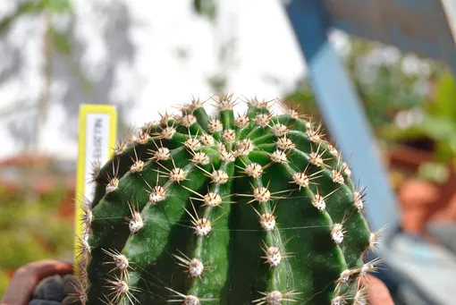 Эхинопсис многораздельный (Echinopsis multiplex)