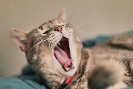 Почему кошки так много спят? Вы удивитесь, узнав причину