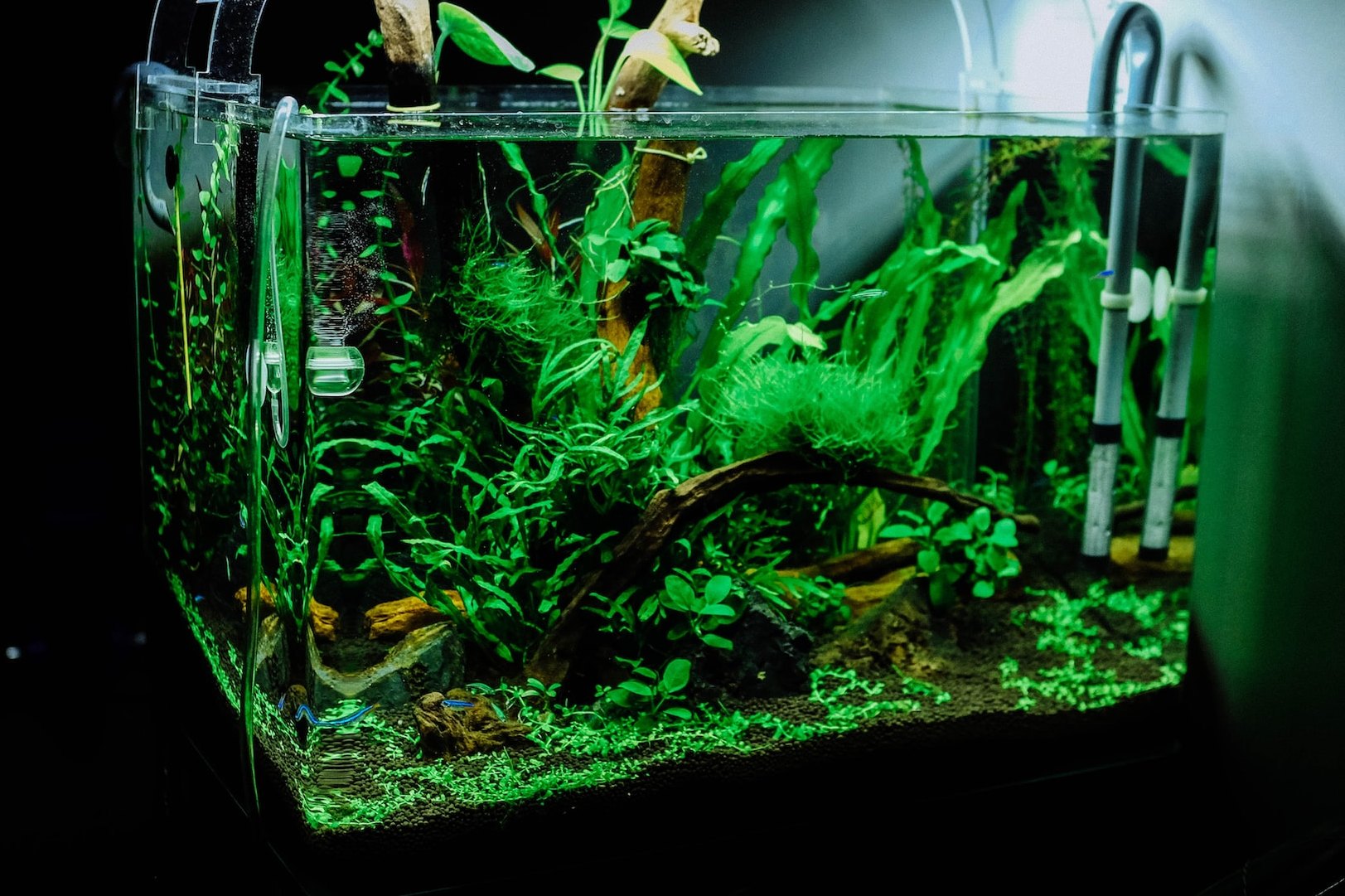 Как избавиться от водорослей в аквариуме?