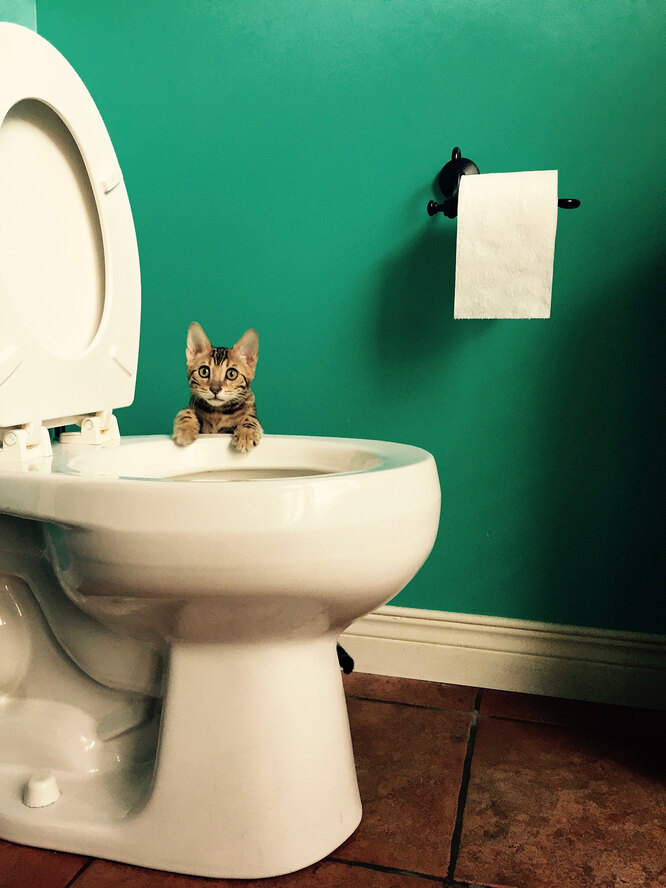 ТУАЛЕТ ДЛЯ ВАШЕЙ КОШКИ | Туалет для кошки