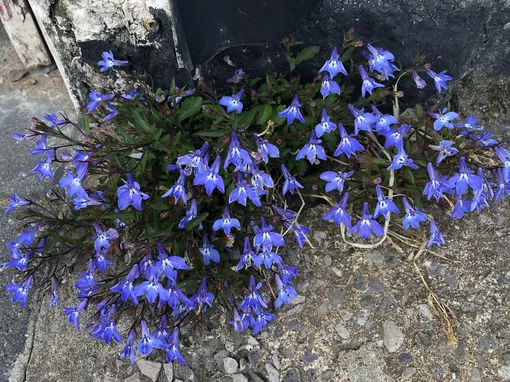 Лобелия длинночерешковая (Lobelia erinus)