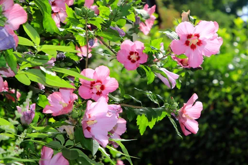 Розовые цветы гибискуса на кусте