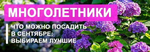 Какие цветущие многолетники можно посадить в сентябре: 9 лучших