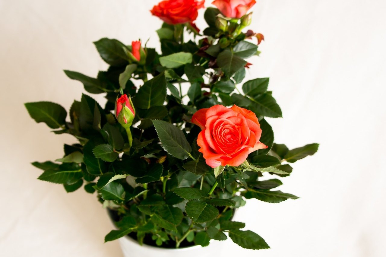 Выращивание роз в контейнерах – все о сортах, посадке, уходе и зимовке | В цветнике (centerforstrategy.ru)