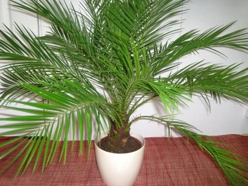 Финиковая пальма: выращивание и трудности