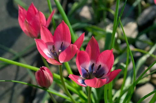 Первые весенние цветы — тюльпаны