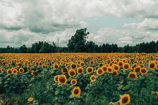 Sunflowers