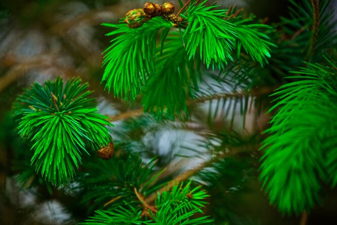 Стоит ли сажать елки на участке? | Аргументы и Факты