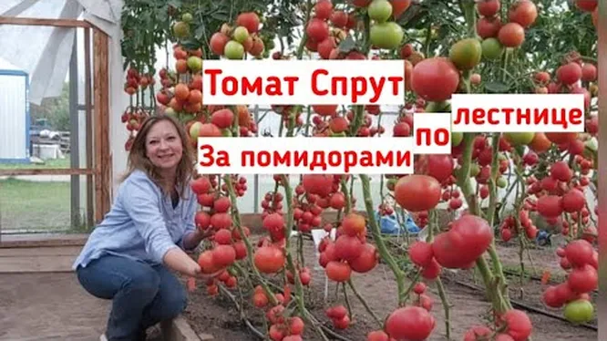 Нажми и смотри