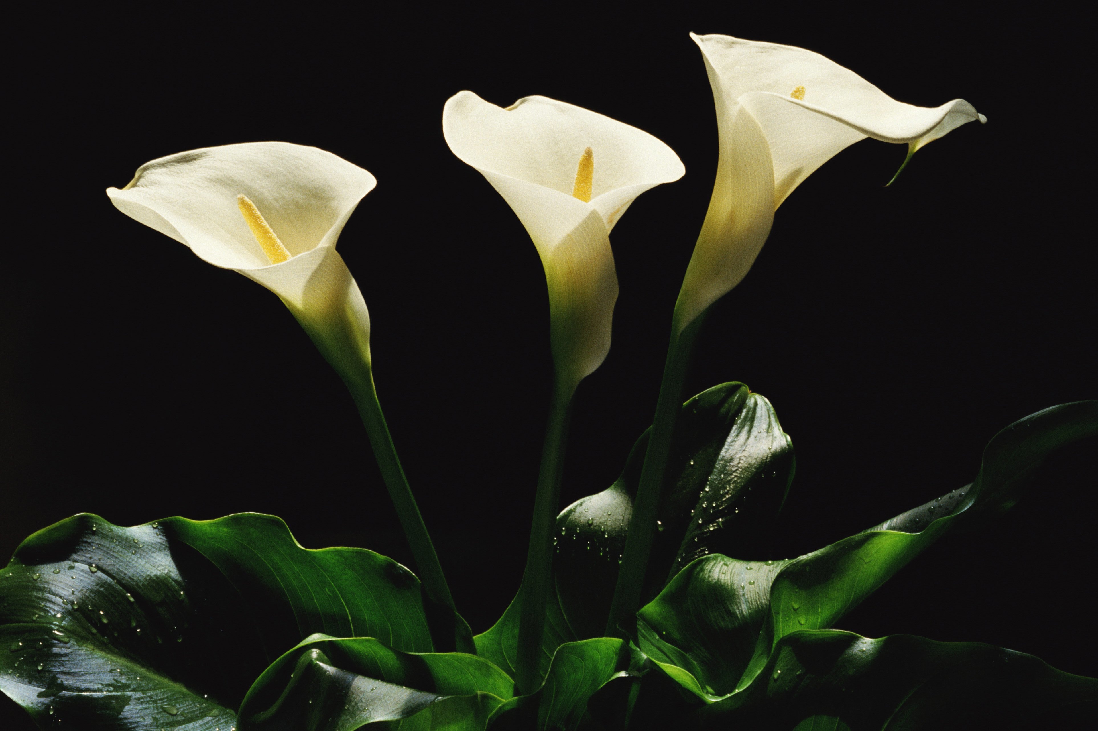Цветы Каллы. Выращивание и уход. Клубни Каллы недорого в интернет-магазине Яскрава клумба