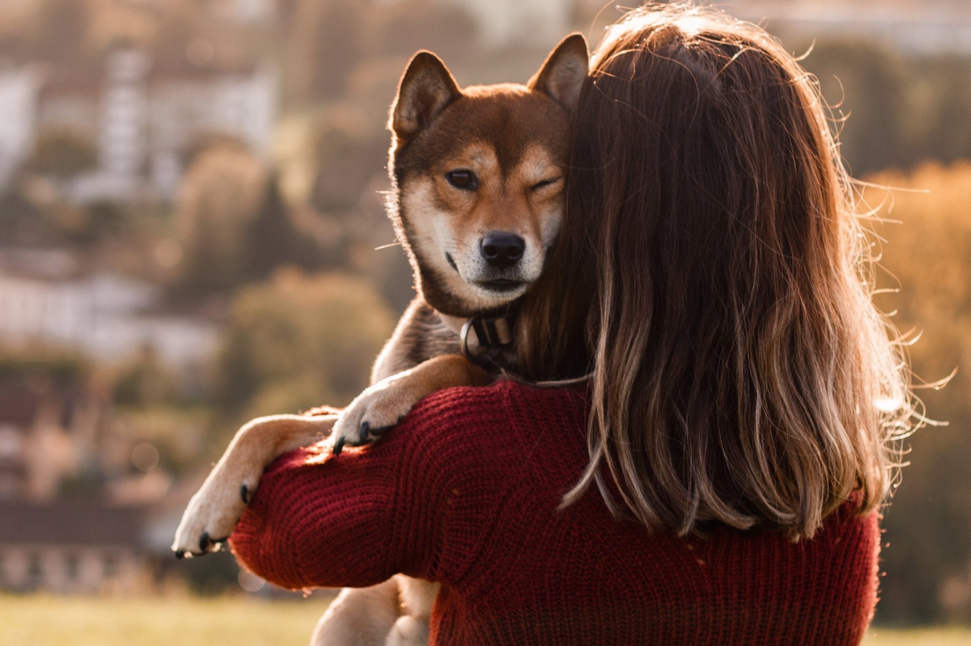 Почему собака гадит 🐕 дома и как отучить взрослую собаку или щенка