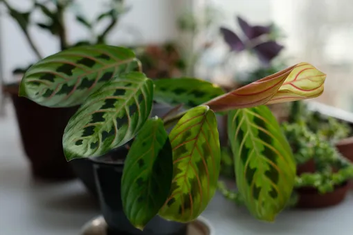 Скрученный лист маранты в горшке с растением маранта