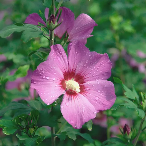 Гибискус Сирийская роза фиолетовый цветок
