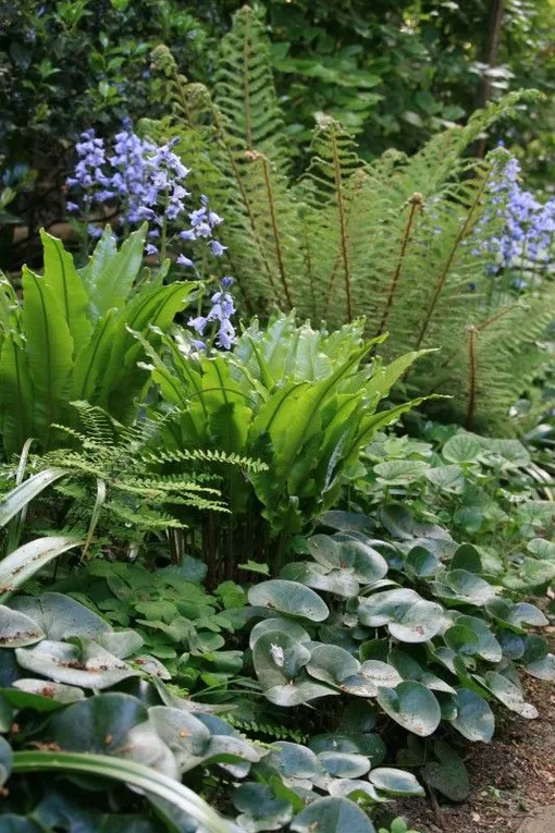 Листовик сколопендровый (Asplénium scolopendrium).