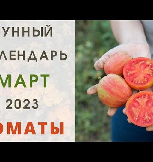 Томат 2023 года