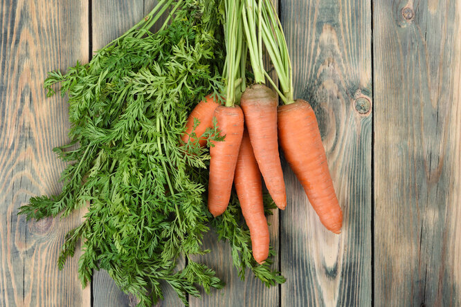Шаблон морковки для аппликации - 35 фото