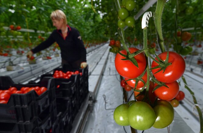 Что делать, если жируют томаты: советы садовода