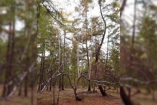 Необычную берёзу с девятью стволами нашли в Якутии