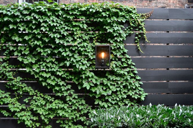 Зеленый забор и декор в одном флаконе: садовый плющ - мастер в украшении сада и двора