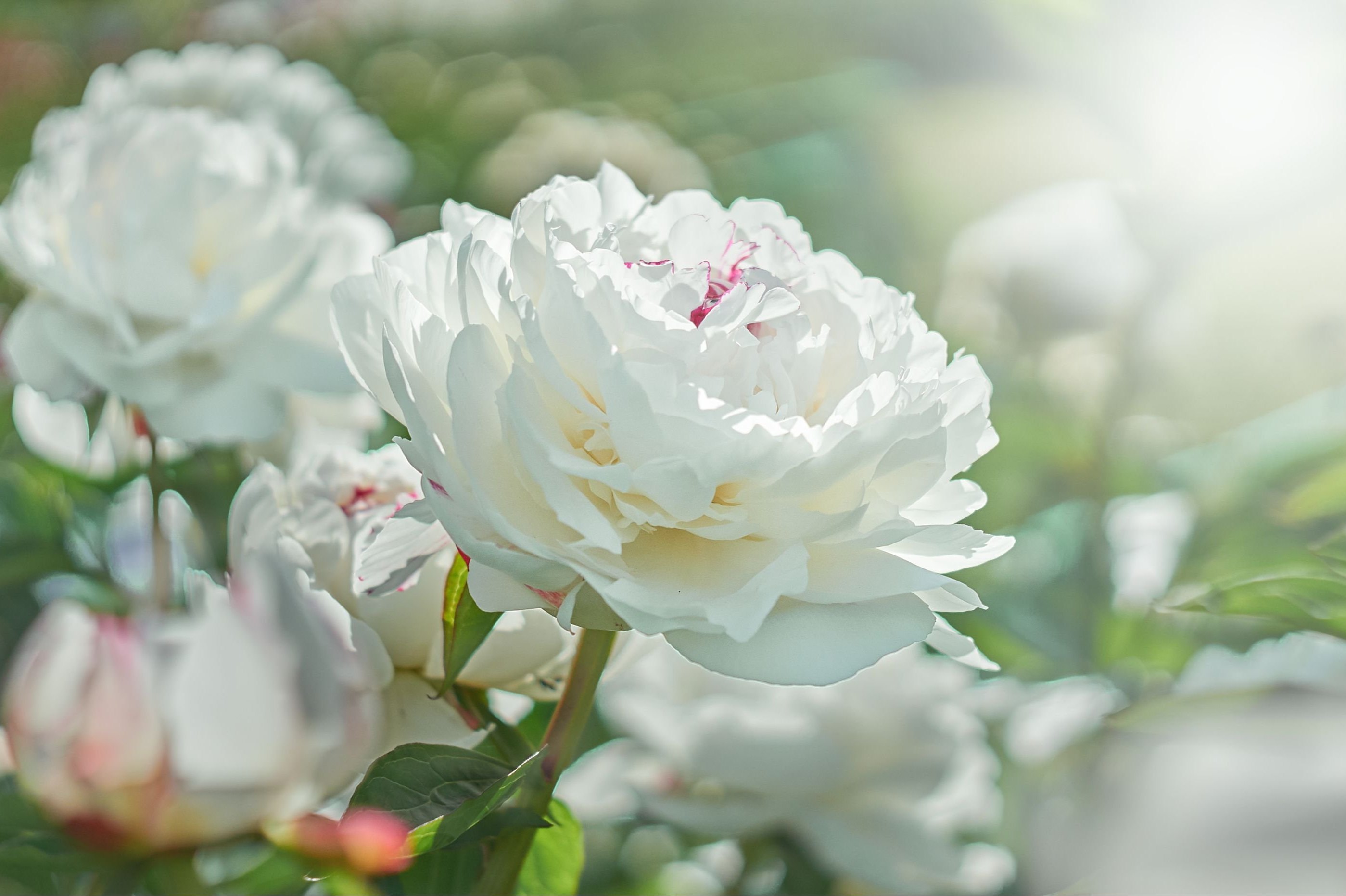 Фотография Белый пион цветок вблизи