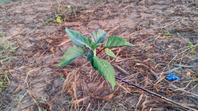 Datura stramonium L. Дурман обыкновенный (Саагун) / yesband.ru