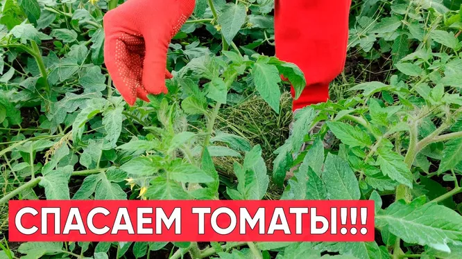 Нажми и смотри