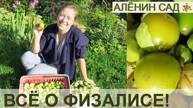 Выращивание овощного физалиса: способы посева, уход и фото