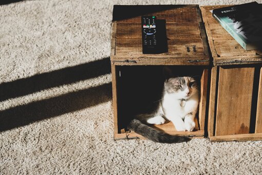 Домики для котов: как сделать своими руками из коробки, газеты и др. материалов