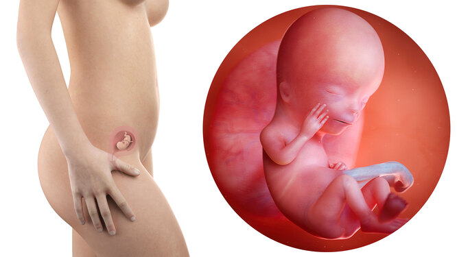 Пятая неделя эмбрионального развития