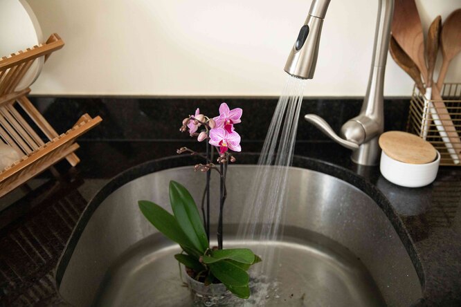 Быстрый полив орхидей в домашних условиях