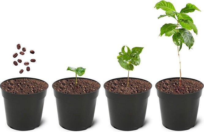 Как растет кофейное дерево? Хотите узнать как растёт кофе?
