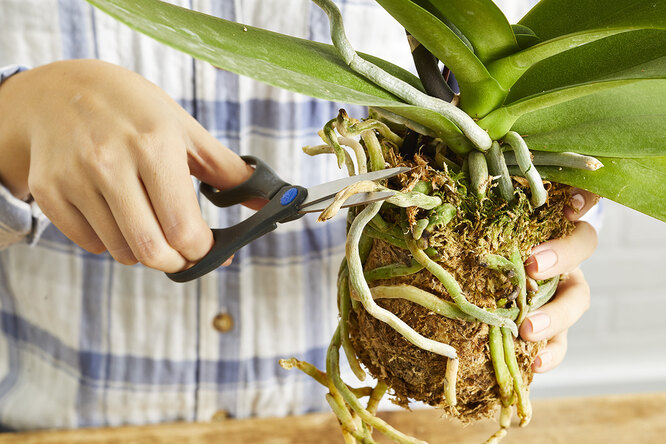 У вашей домашней орхидеи сохнут корни? Из-за чего это происходит и как с этим бороться?
