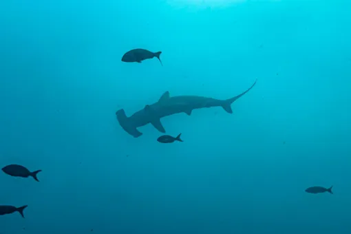 Отпуск из фильма ужасов: двухметровые акулы-молоты на большой скорости подходят к самой кромке воды на пляже в Испании