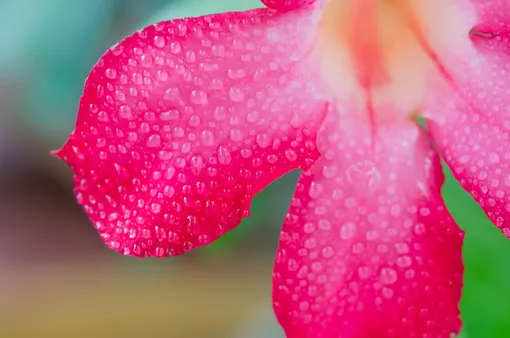 Капли на цветке адениума