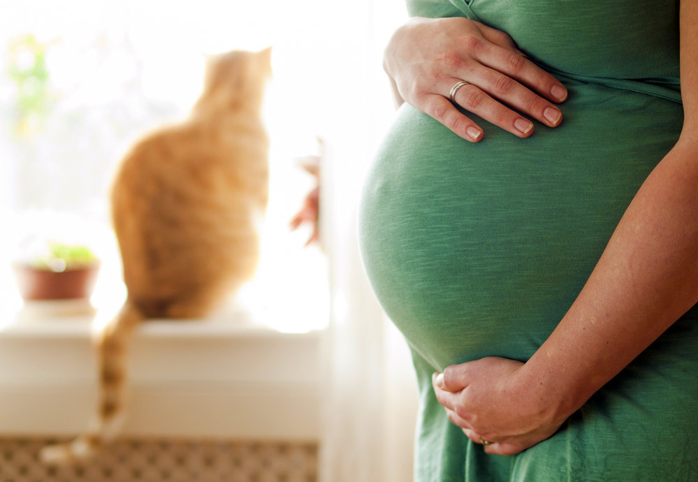 Опасны ли коты для беременных?