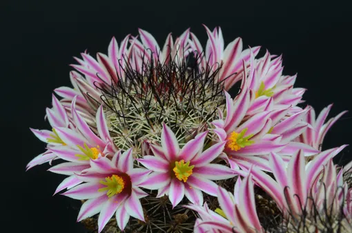 Маммиллярия Блоссфельда (Mammillaria blossfeldiana)