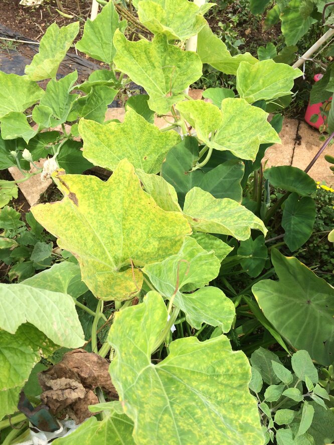 Почему желтеют листья у огурцов и что с этим делать - 18 июля - витамин-п-байкальский.рф
