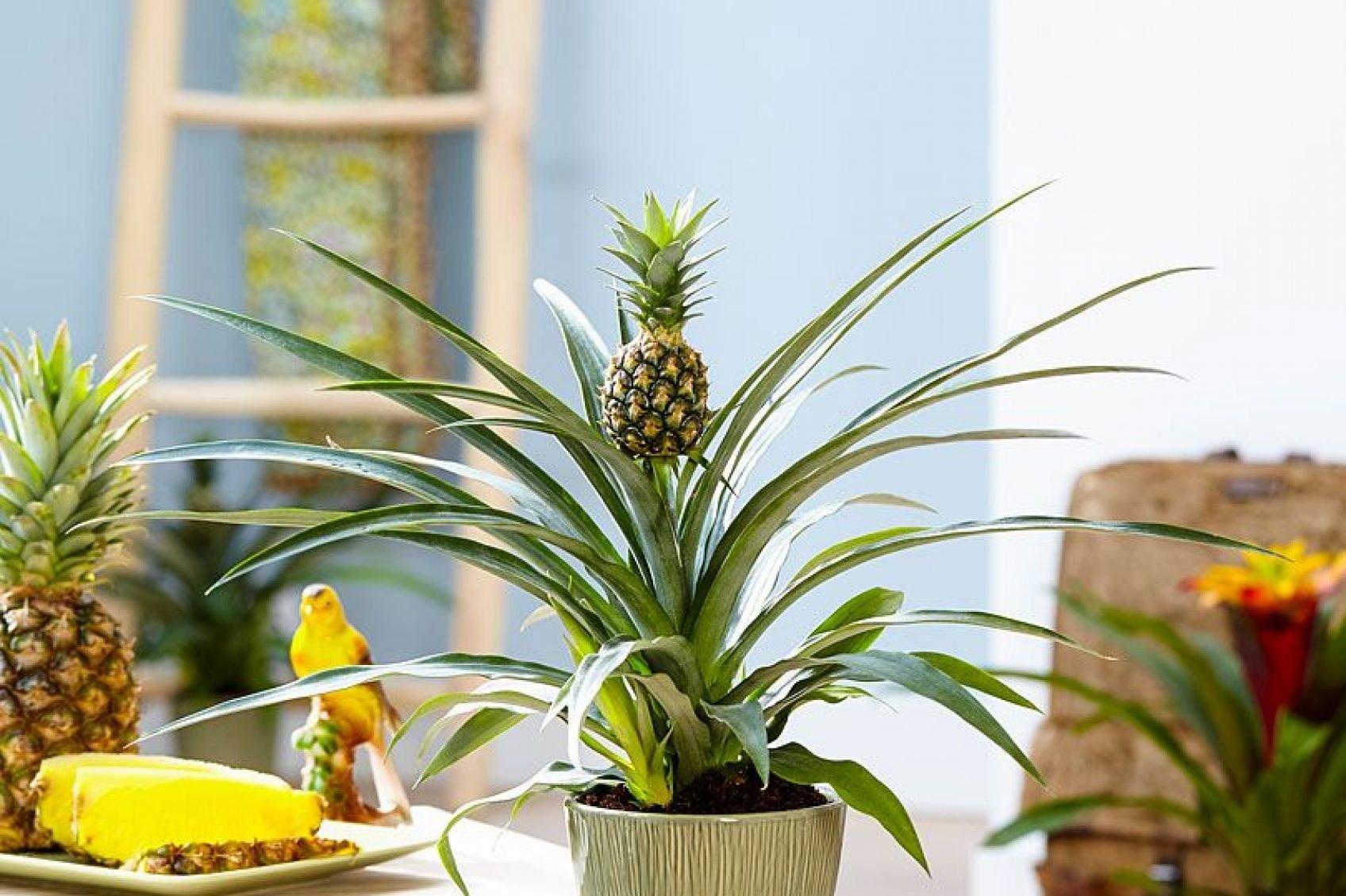 Как вырастить ананас в домашних условиях: пошаговая инструкция: Дом: Среда обитания: malino-v.ru