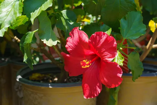 Красный цветок гибискуса в горшке на солнце