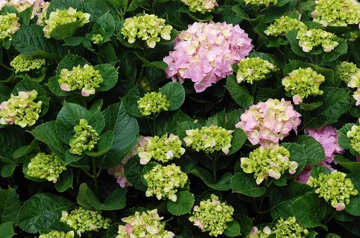 Hydrangea macrophylla