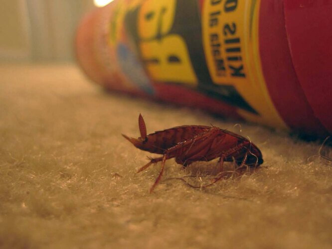 Как избавиться от тараканов в квартире. Все известные методы