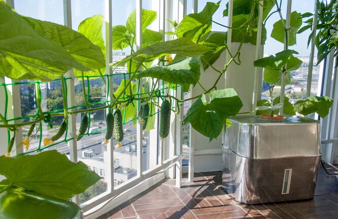 Огурцы на балконе – особенности посадки и выращивания